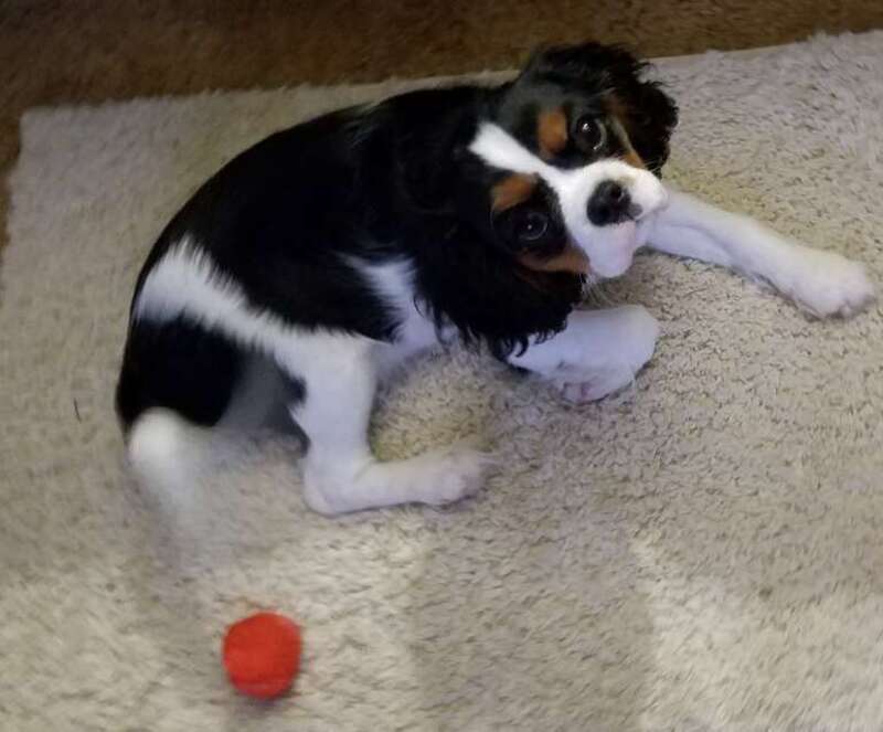 great puppy