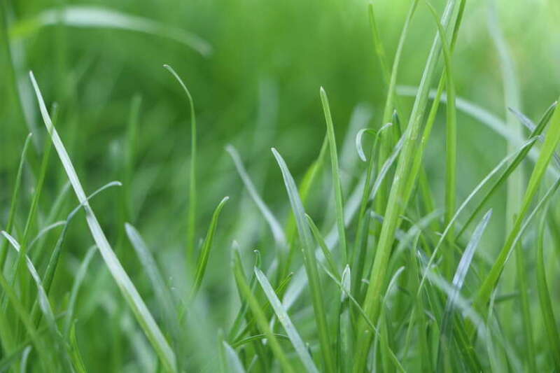 Kentucky Blue Grass, taken at a house's front yard with Canon camera.