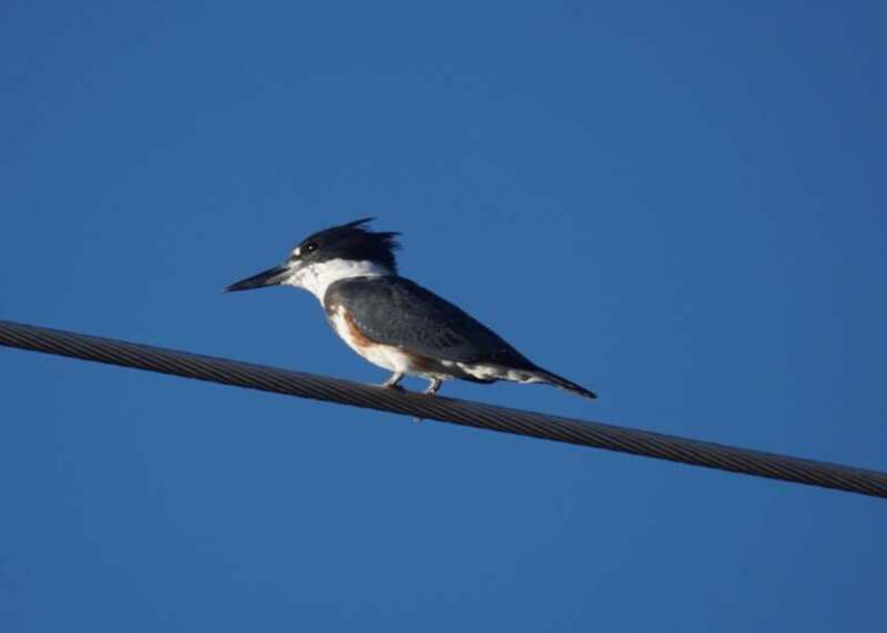 Kingfisher