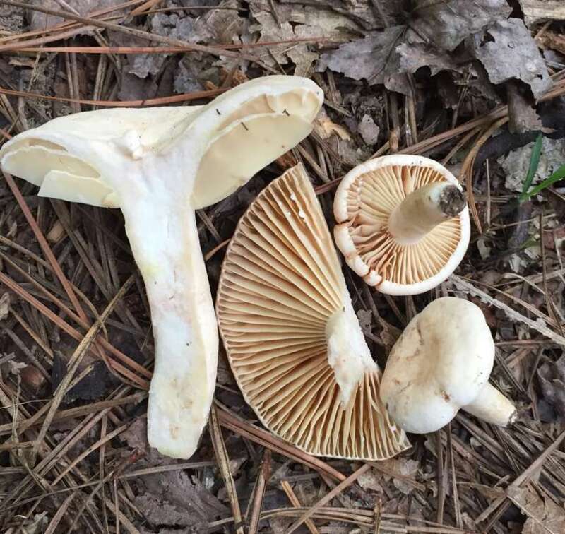 For more information about this, see the observation page at Mushroom Observer.