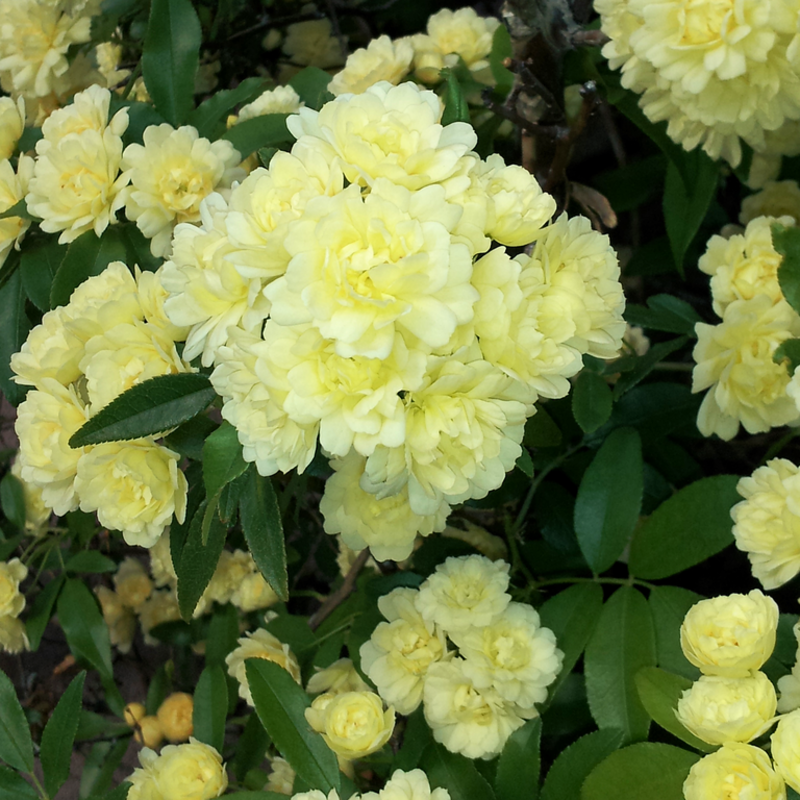 Lady Banks' Rose in full bloom. Taken in Henderson, Nevada on March 25th, 2013.