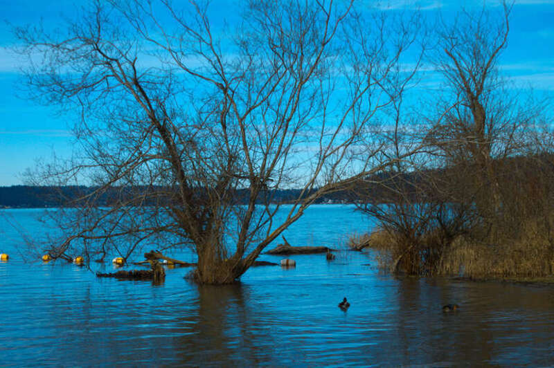 
500px provided description: Clicked on Fe 12th at Lake Sammamish state park. [#nature ,#parks]