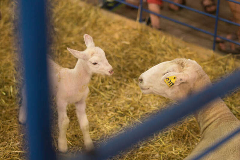 
500px provided description: A lamb meets its father for the first time immediately after birth at the Minnesota State Fair [#animals ,#birth ,#baby ,#barn ,#farm ,#sheep ,#state ,#fair ,#wool ,#lamb ,#minnesota ,#state fair ,#barnyard]