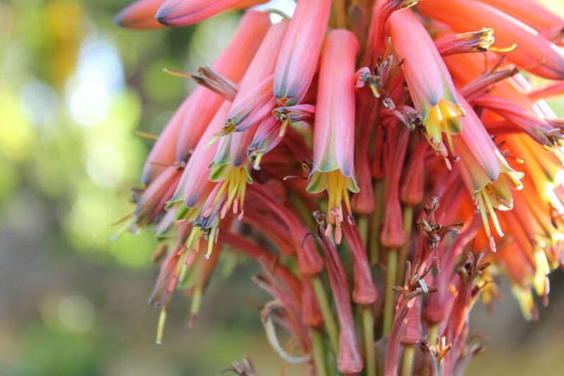 
500px provided description: Las Flores [#yellow ,#flowers ,#red]