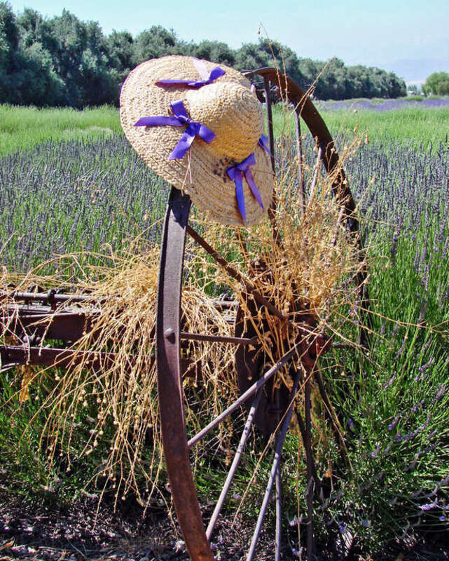 (1 in a multiple picture album)
Each year Highland Springs Ranch in Beaumont, CA has its Lavender Festival.  Acres of lavender fields show off their color and fragrance. Someone has put their pretty hat, trimmed with lavender ribbons, on the wheel of