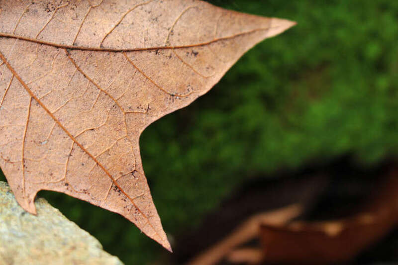 
500px provided description: Leaf In Detail [#Green ,#Leaves ,#Beauty ,#Moss ,#Plant ,#Detail ,#Spring ,#Focus ,#Brown ,#Leaf ,#Dead Leaf ,#Beauty in nature ,#Leaf Detail]