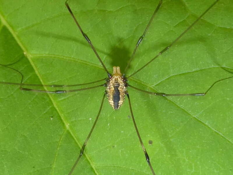 Eastern Harvestman (Leiobunum vittatum)