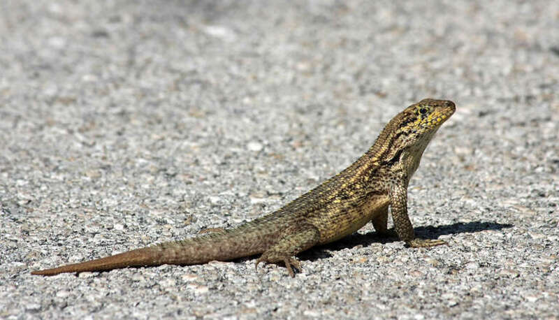 A northern curly-tail lizard (Leiocephalus carinatus armouri).
