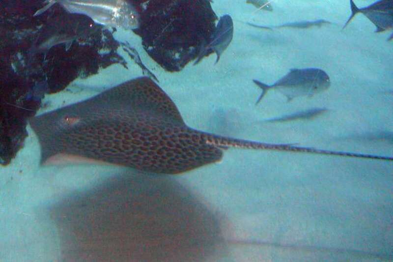 Honeycomb whipray (Himantura leoparda) at the Georgia aquarium.