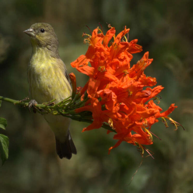 Lesser goldfinch
