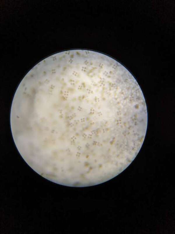 Mallocybe unicolor