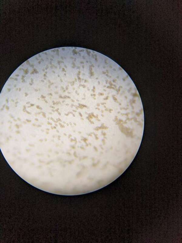 Mallocybe unicolor