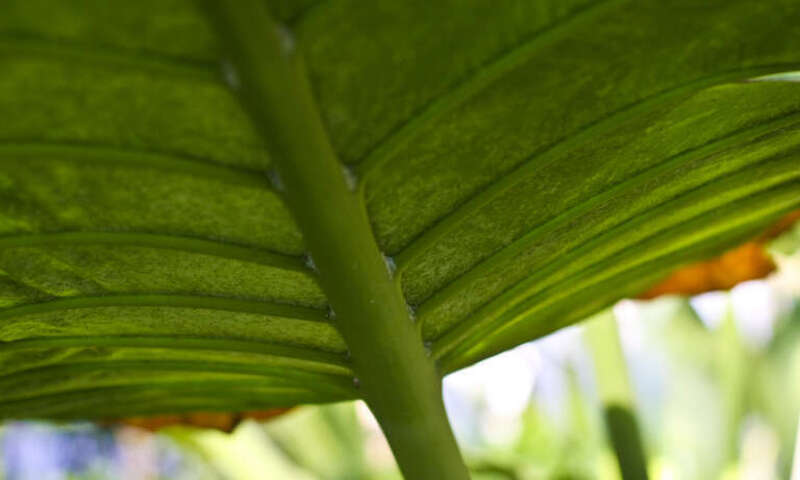 Marjorie McNeely Conservatory