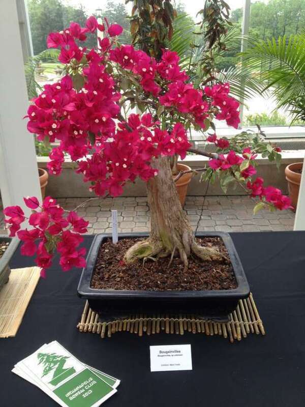 Mark’s blooming bougainvillea which was displayed last month at the Indianapolis Bonsai Club shows the artistry and elegance of bonsai.