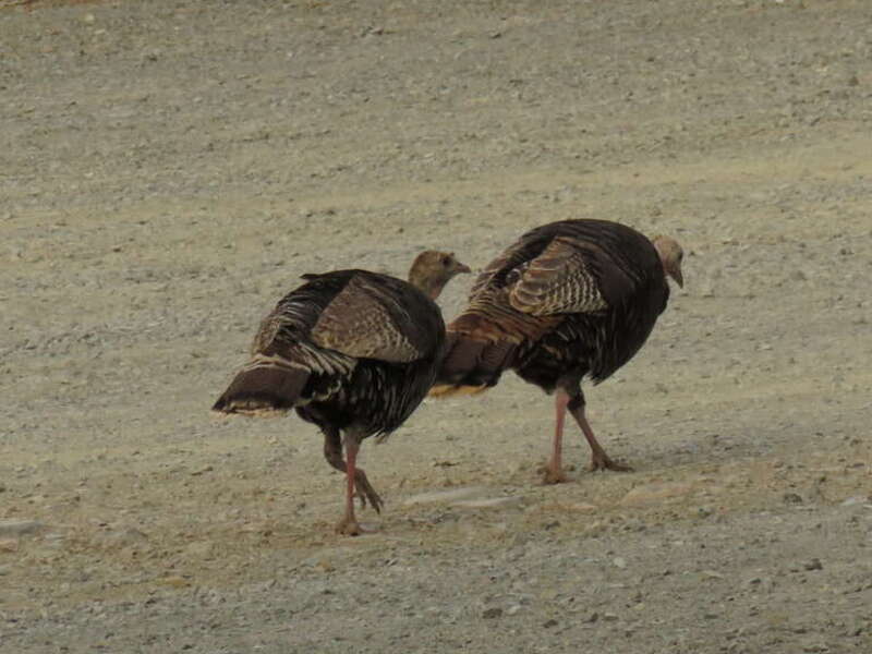 Meleagris gallopavo Linnaeus, 1758, Wild Turkey, Mitchell Canyon, Mount Diablo State Park, California, USA, 4 June 2018