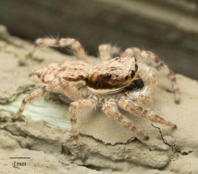 Gray Wall Jumping Spider (Menemerus bivittatus)