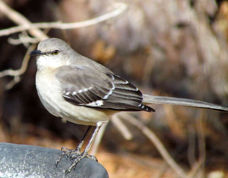 A Northern Mockingbird in Krendle Woods, Cary, North Carolina, USA.