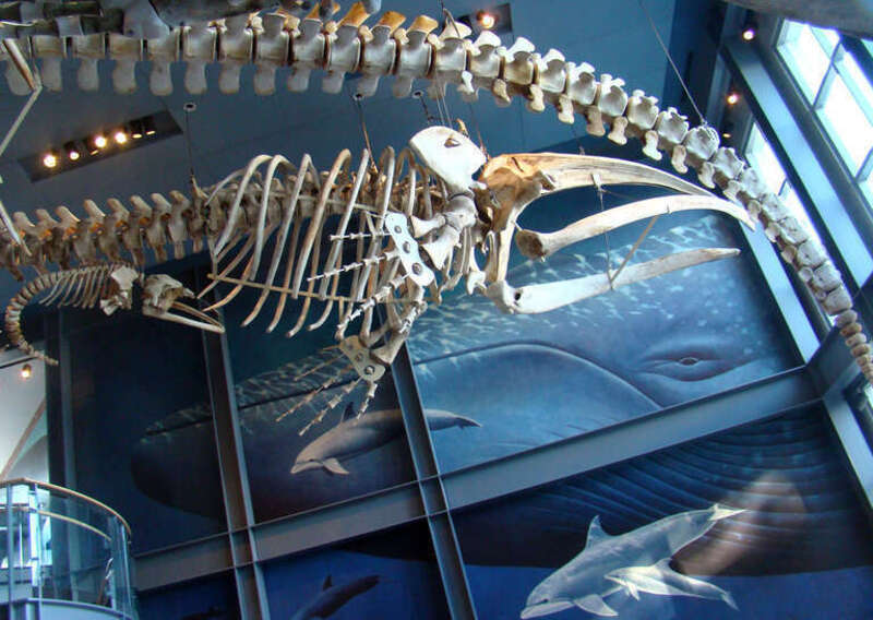 New Bedford Whaling Museum, New Bedford, Ma. <a href="http://www.whalingmuseum.org/" rel="noreferrer nofollow">www.whalingmuseum.org/</a>
A pregnant northern right whale and the fetus she was carrying. This is believed to be the only