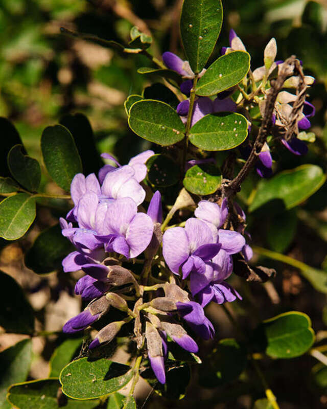 Texas mountain laurel growing at the Sunken Gardens in Brackenridge Park in San Antonio, TX
