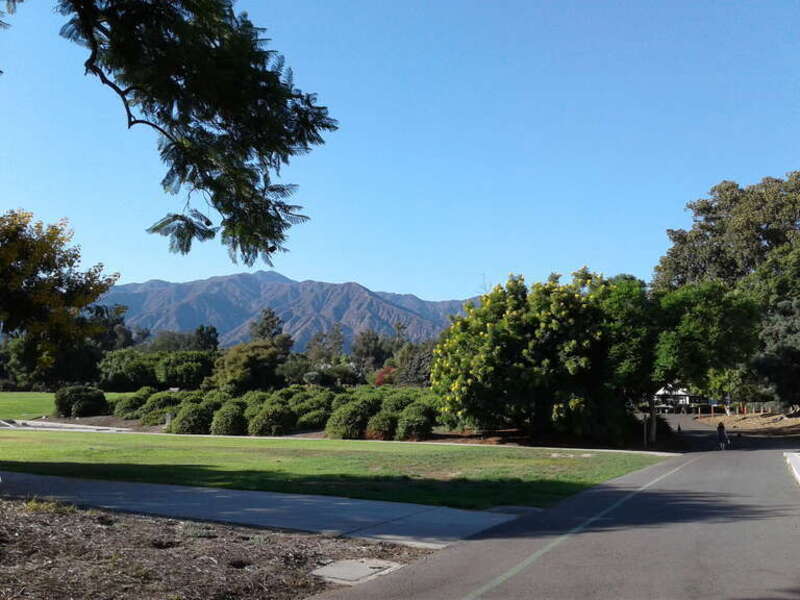 Jacaranda, Golden Medallion, Afrocarpus falcatus, Ficus macrocarpa trees near the entrance.