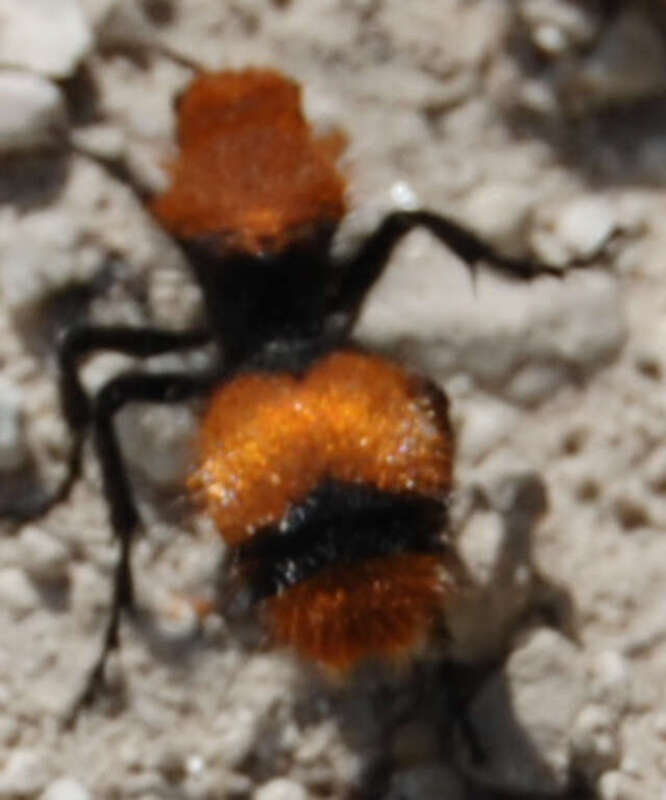 Mutillidae, or "Cow Killer" Wasp