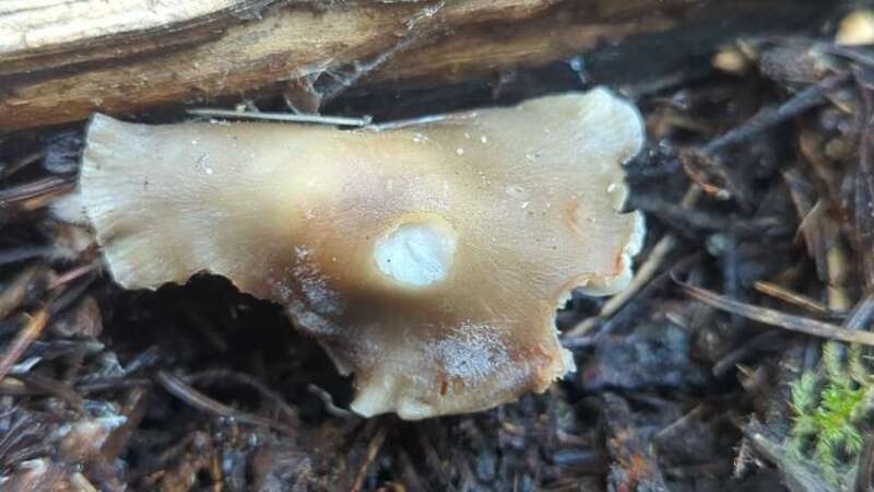 Mycena overholtsii