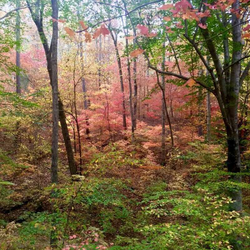 Leaves changing colors in Georgia