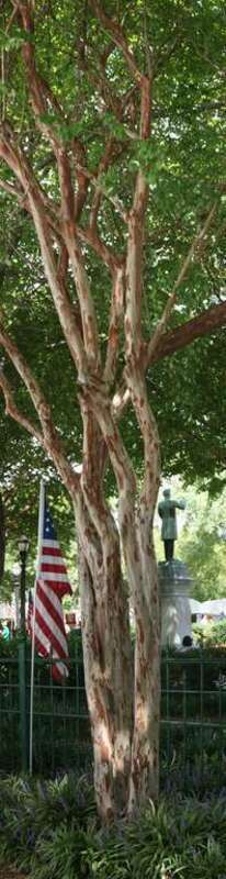 Old Glory &amp; Tree