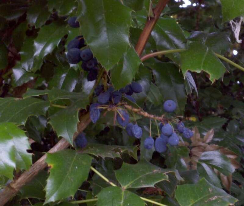 Fruit portion of the state flower, Oregon Grape, at w:Rood Bridge Park in w:Hillsboro, Oregon.