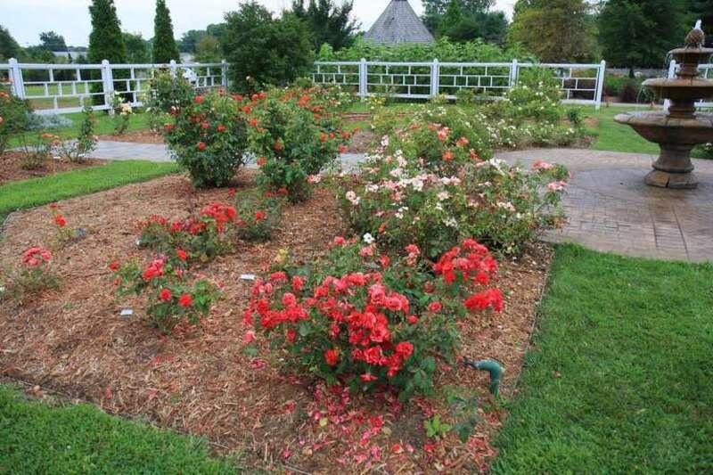The rose garden at the Western Kentucky Botanical Garden, Owensboro, Kentucky, United States.