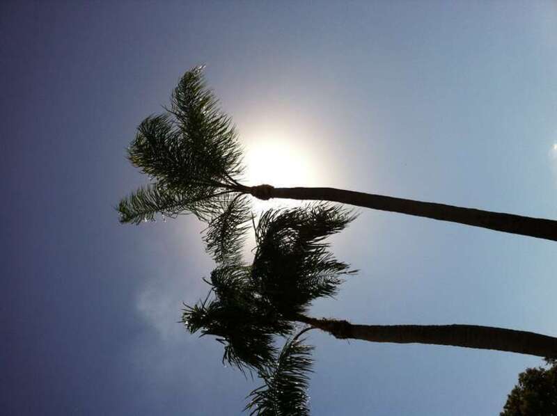Palm Trees