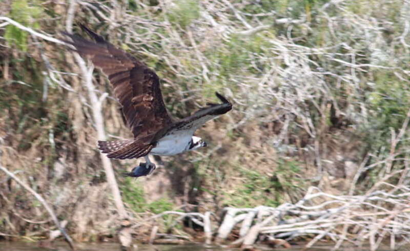 Osprey, with food