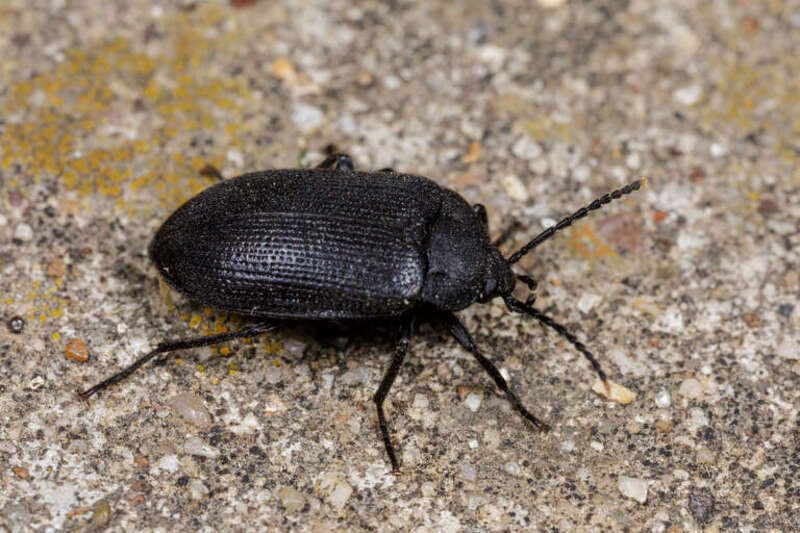 Velvety bark beetle (Penthe pimelia)