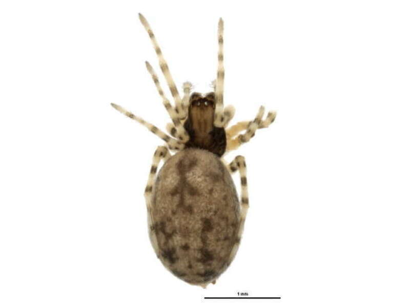 Phantyna segregata, immature from Texas, USA