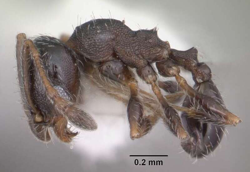 Profile view of ant Pheidole littoralis specimen casent0104405.