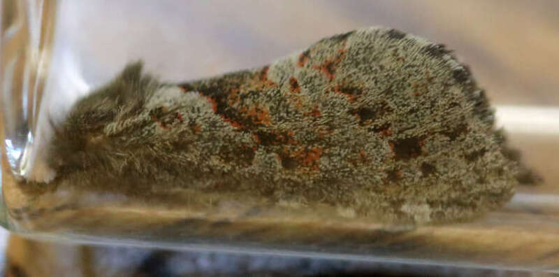 Phymatopus hectoides