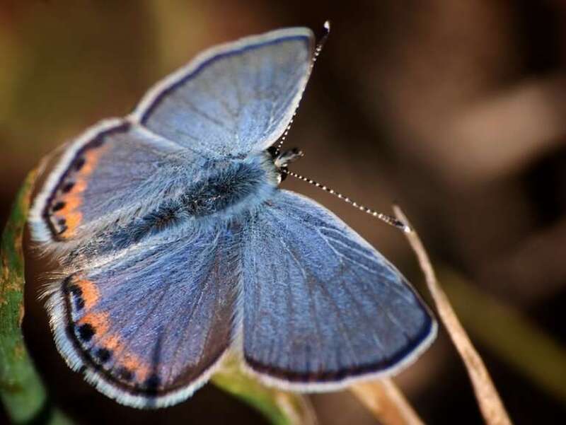 Aricia lupini   (syn: Plebejus lupini) - Lupine Blue butterfly.
At Robert Sibley Volcanic Regional Preserve [1], Berkeley Hills, California.
In the East Bay Regional Parks District.