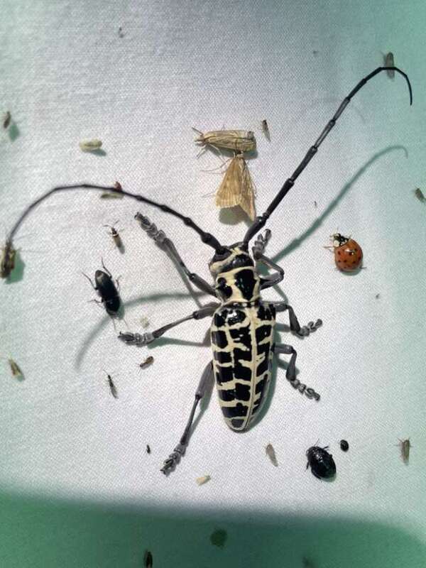 Cottonwood Borer (Plectrodera scalator)