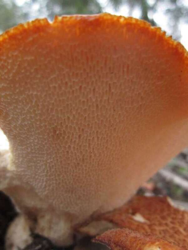 Polyporus radicatus