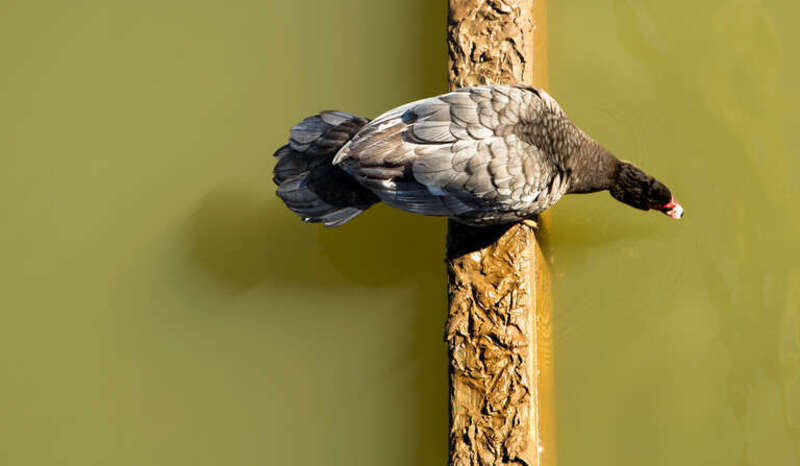 Pond geometry.jpg