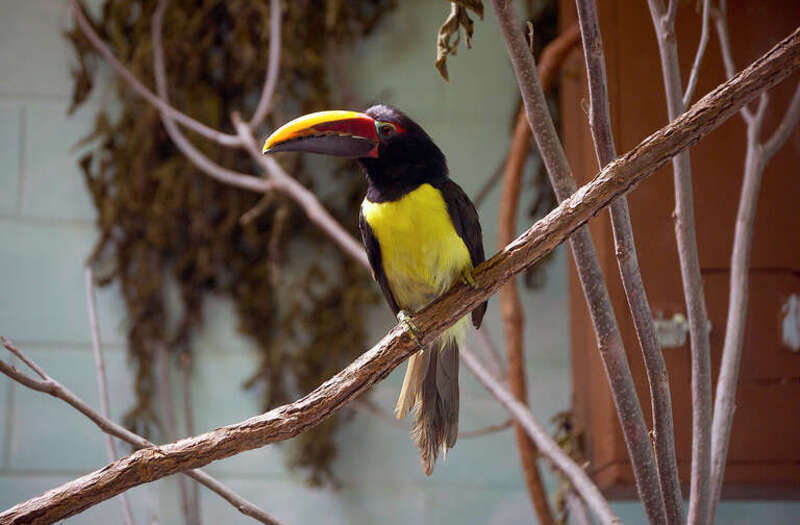 An adult male Green Aracari at Tulsa Zoo, Oklahoma, USA. His tail feathers are slightly untidy as is quite common for birds that live in a cage.
