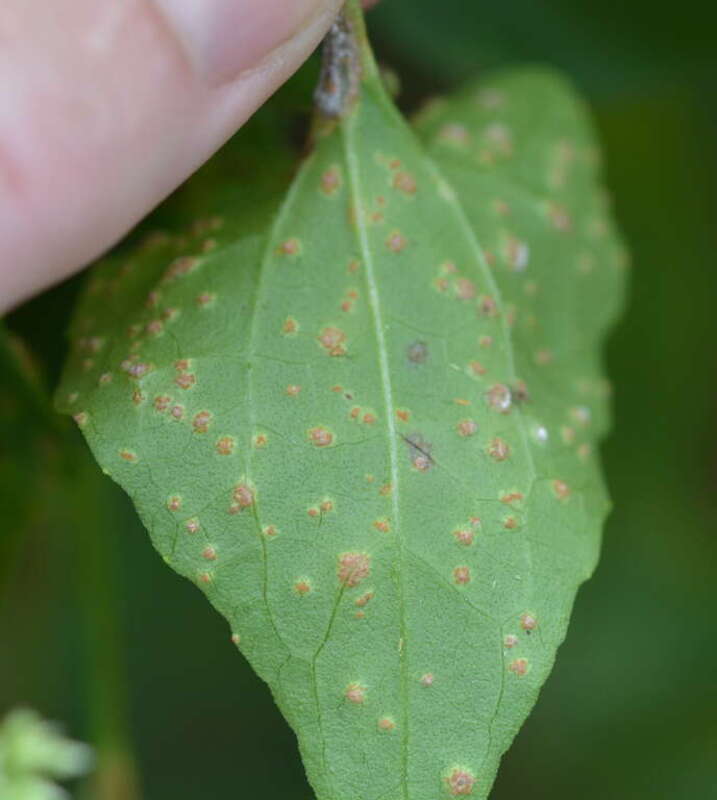 Puccinia spegazzinii