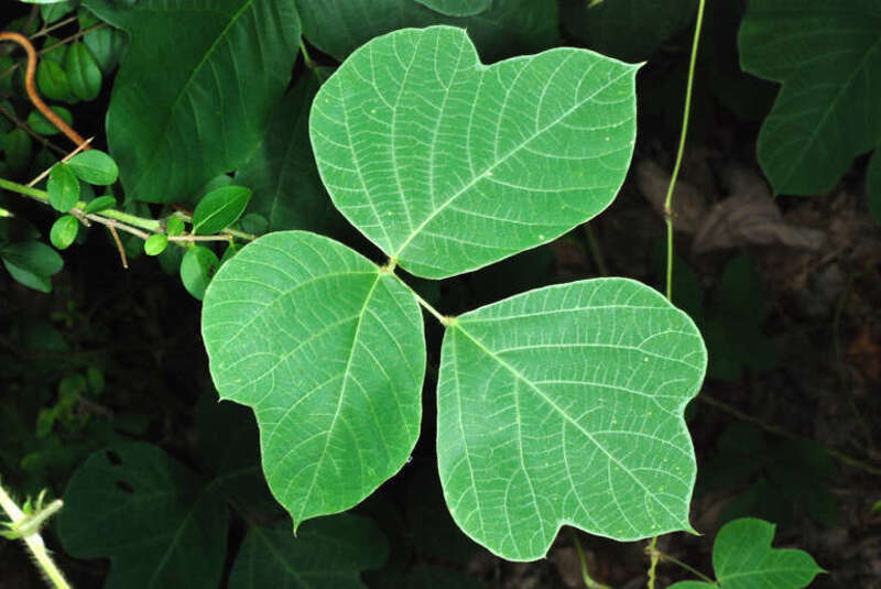 Pueraria montana