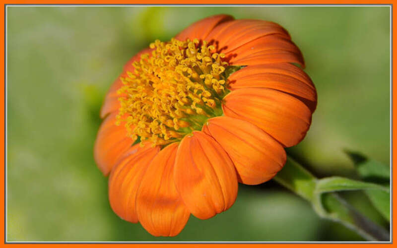 
500px provided description: Hope Demi is making a pumpkin pie, sooner rather than later!  It's that time.

Yum!!  :-) [#autumn ,#yellow ,#flowers ,#flower ,#fall ,#orange ,#daisy ,#HDR]