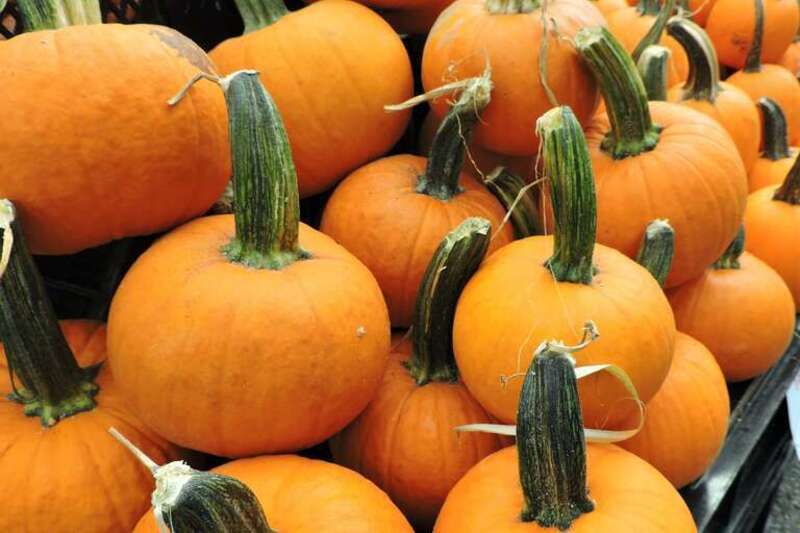 Columbia Pike Farmers Market. Arlington, Virginia
