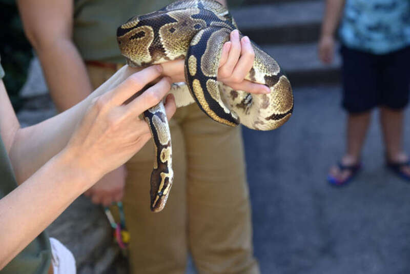 
500px provided description: Burmese python exhibited by handler at Cincinnati Zoo. [#animals ,#beautiful ,#zoo ,#wildlife ,#snake ,#reptile ,#caution ,#python ,#burmese ,#snakes ,#careful ,#Nikon]