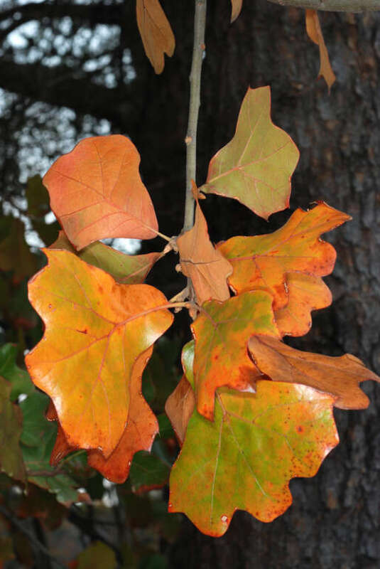 Quercus marilandica