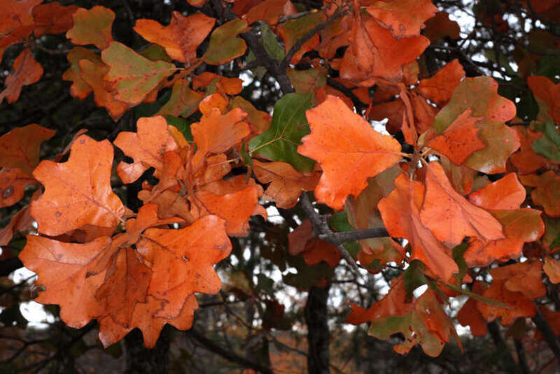 Quercus marilandica
