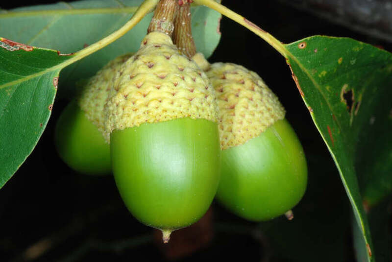 Quercus montana