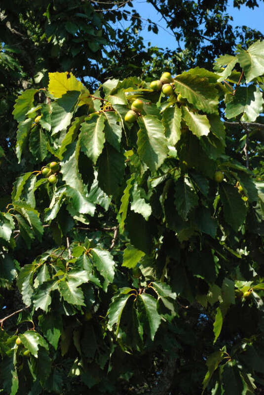 Quercus montana